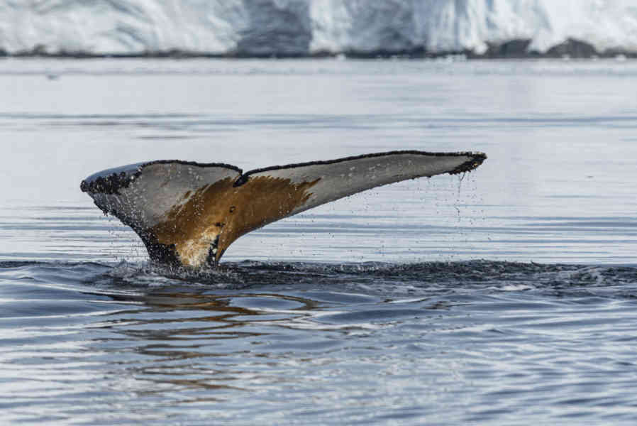 Ballena Minke - Antártida 10.jpg